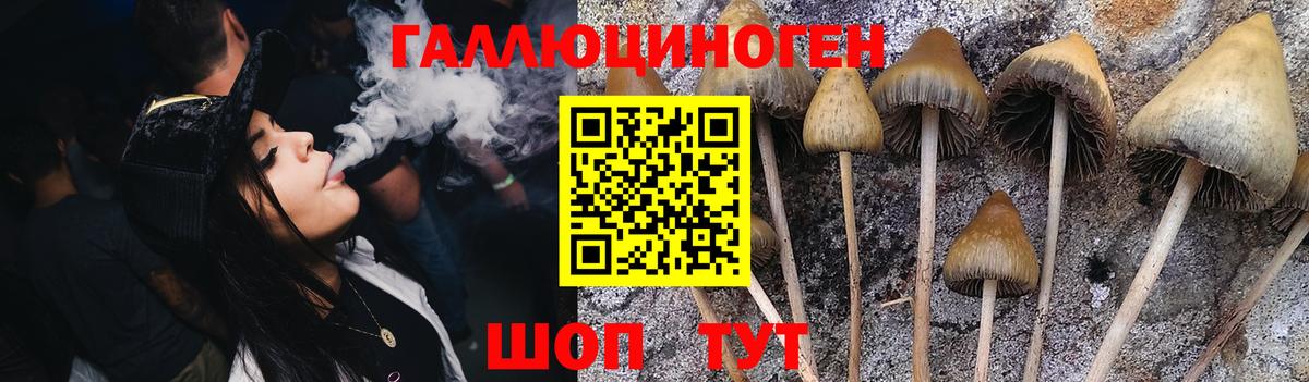 Галлюциногенные грибы Psilocybine cubensis Богородск